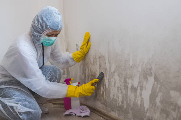 Best Commercial Mold Removal  in Vandalia, MO