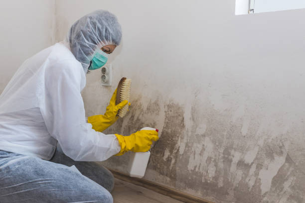 Best Home Mold Removal  in Vandalia, MO