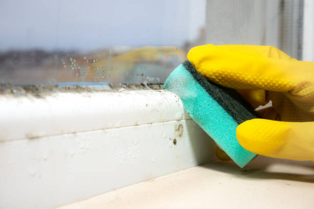 Best Mold Damage Repair  in Vandalia, MO