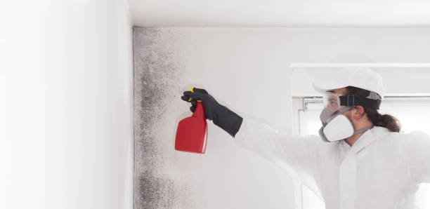 Best Mold Cleaning Services  in Vandalia, MO
