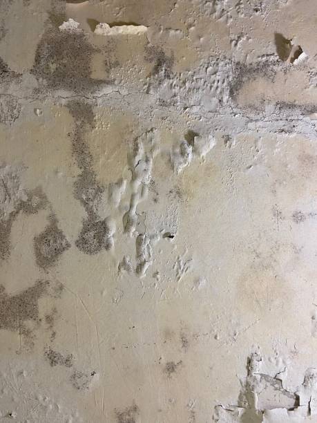 Best Black Mold Removal  in Vandalia, MO
