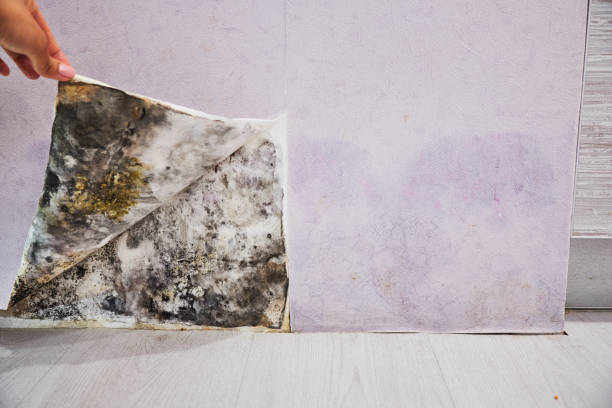 Best Mold Removal and Inspection  in Vandalia, MO